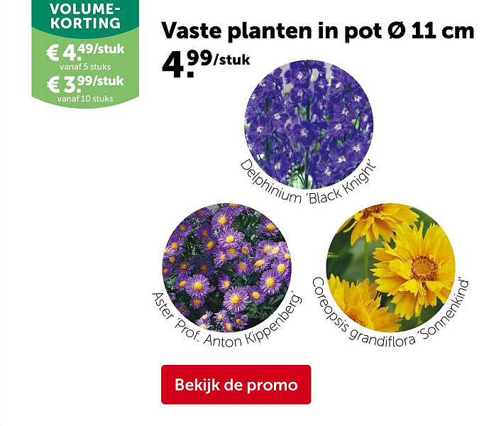 Vaste planten in pot Ø 11 cm
