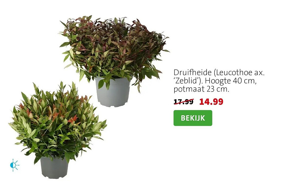 Druifheide (Leucothoe ax. 'Zeblid'). Hoogte 40 cm, potmaat 23 cm.