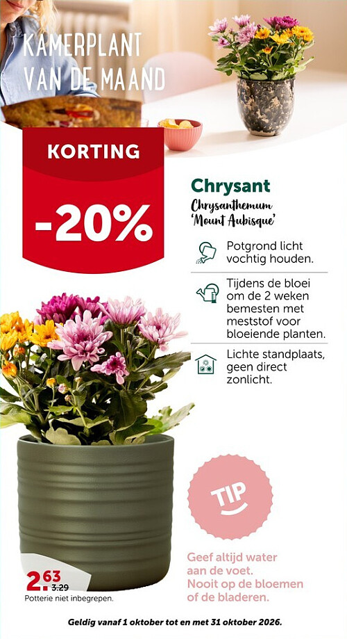 Chrysant Chrysanthemum 'Mount Aubisque