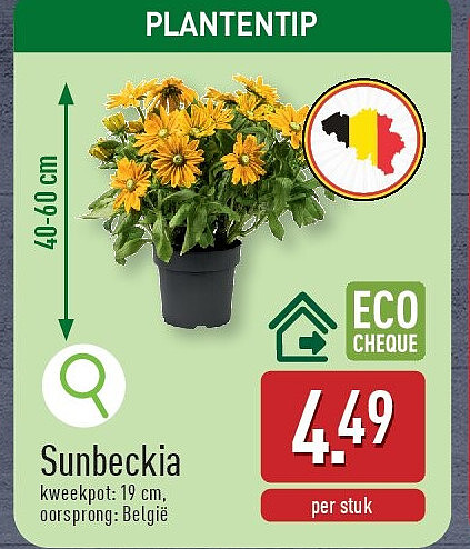 Sunbeckia