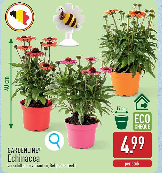 Echinacea