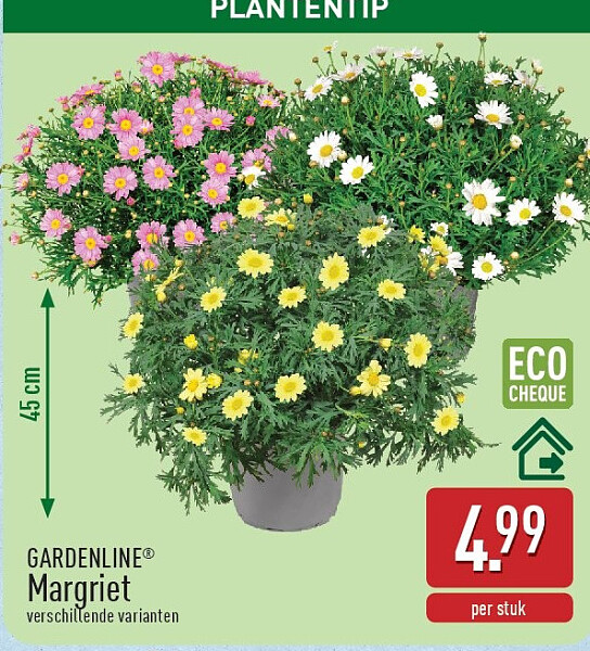 Margriet