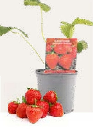 Fraisier