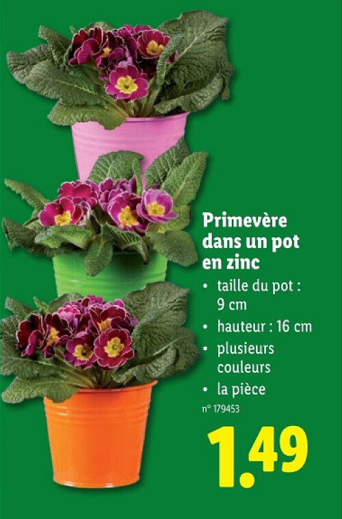 Primevère dans un pot en zinc
