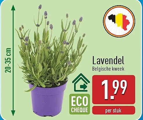 Lavendel
