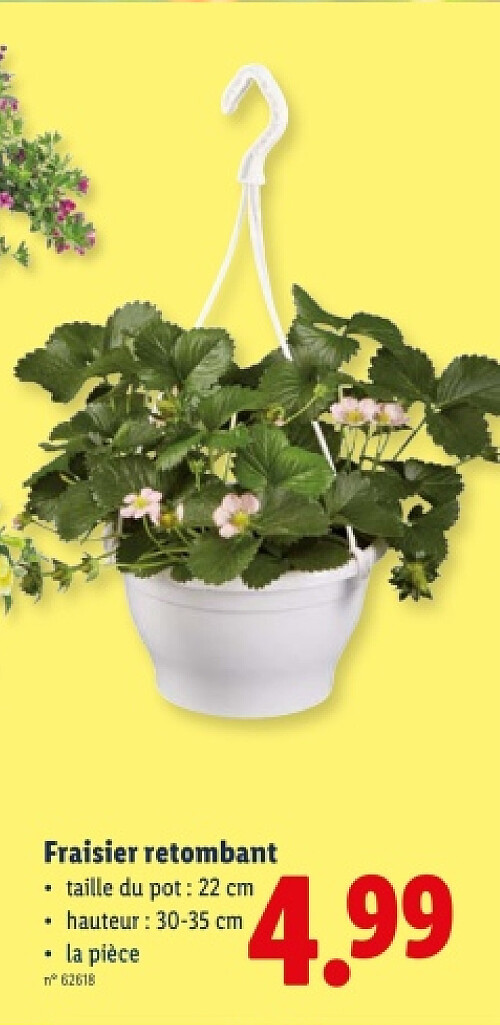 Fraisier retombant