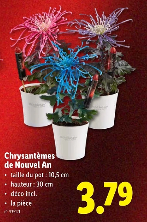 Chrysantèmes de Nouvel An