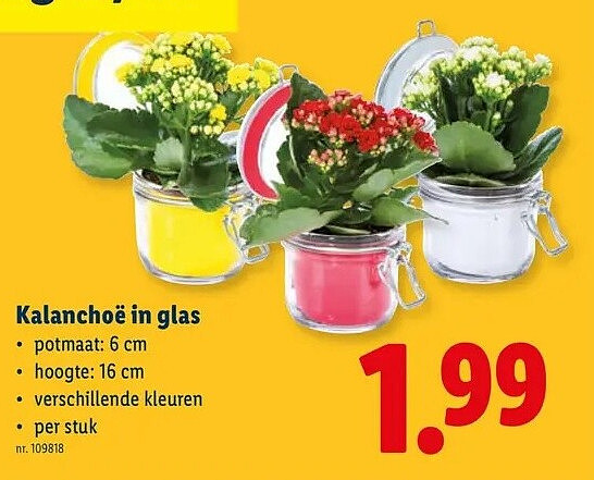 Kalanchoë in glas