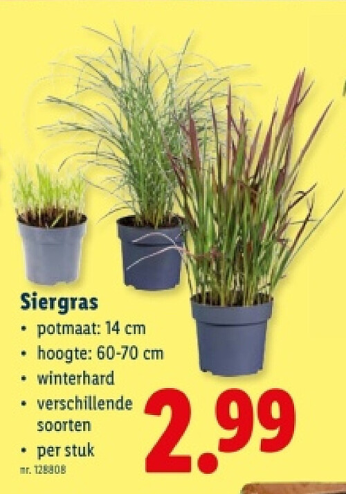 Siergras