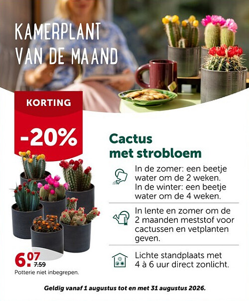 Cactus met strobloem