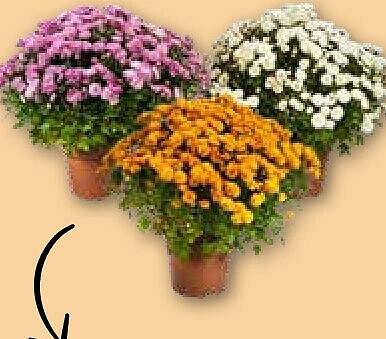 Echte chrysanten