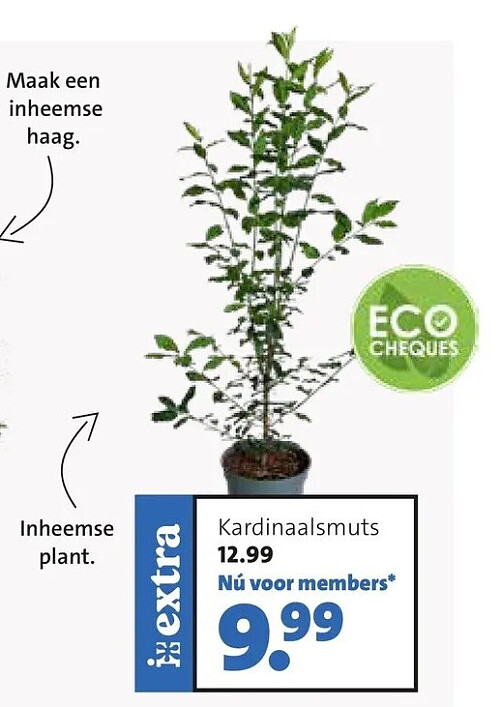 Inheemse plant