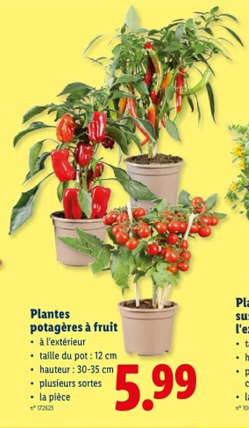 Plantes potagères à fruit