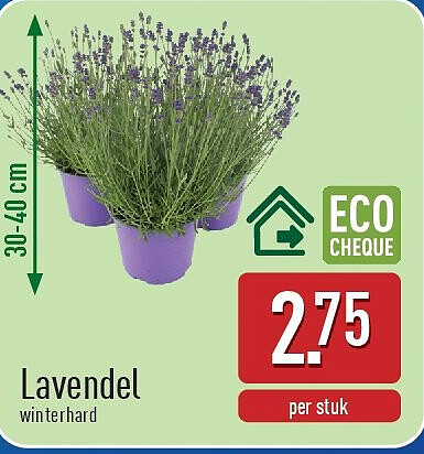 Lavendel