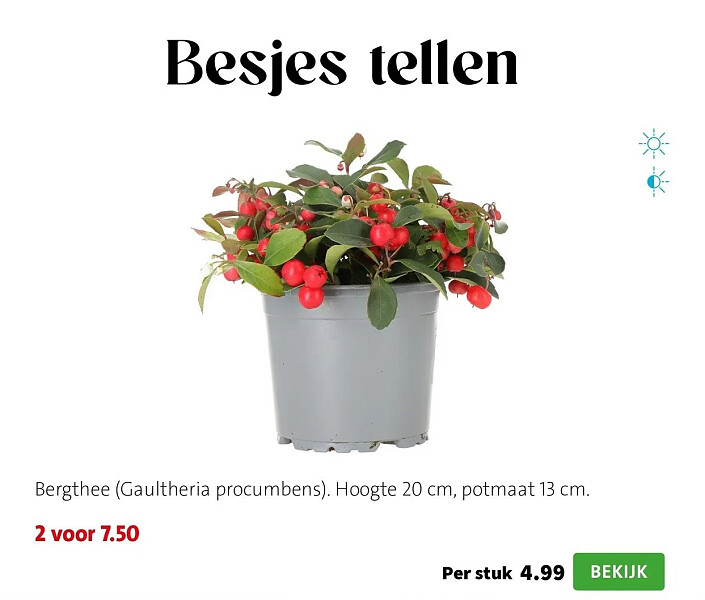 Bergthee (Gaultheria procumbens). Hoogte 20 cm, potmaat 13 cm.