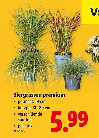 Siergrassen premium