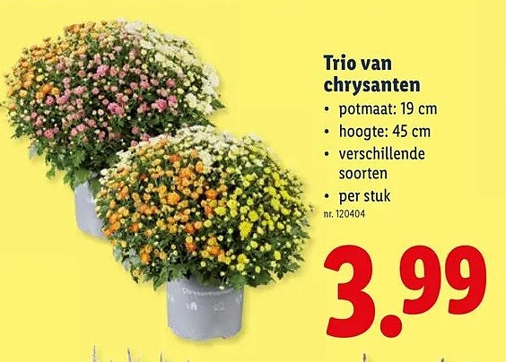 Trio van chrysanten