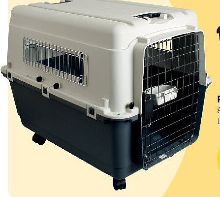 Reisk kennel Nomad
