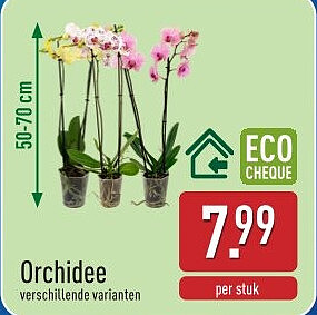 Orchidee