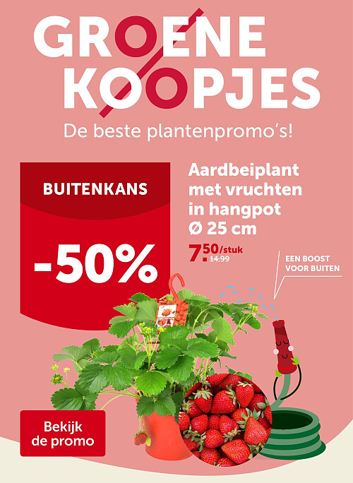 Aardbeiplant met vruchten in hangpot Ø 25 cm