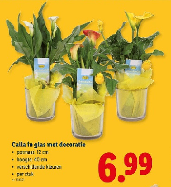 Calla in glas met decoratie