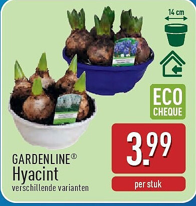 GARDENLINE® Hyacint