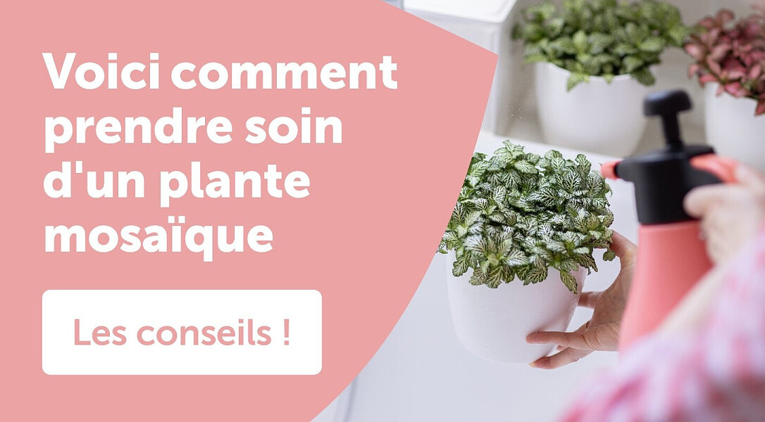 Voici comment prendre soin d'un plante mosaïque