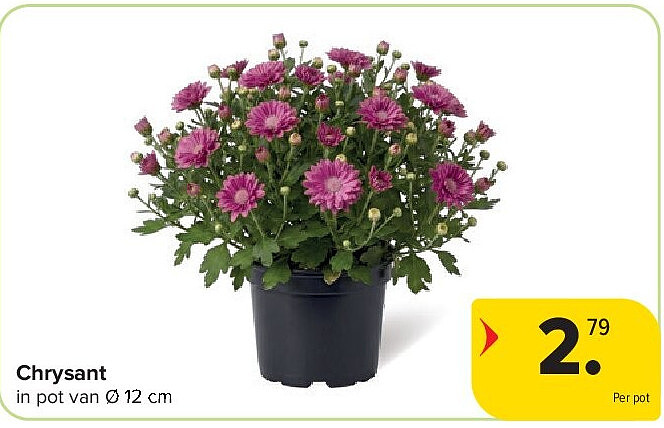 Chrysant