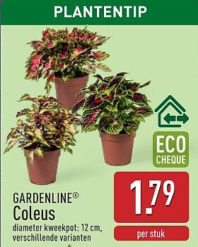 Coleus