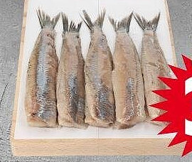 Hollandse nieuwe haring 5-pack