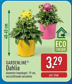 Dahlia