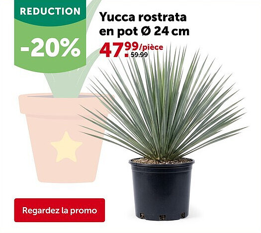 Yucca rostrata en pot Ø 24 cm