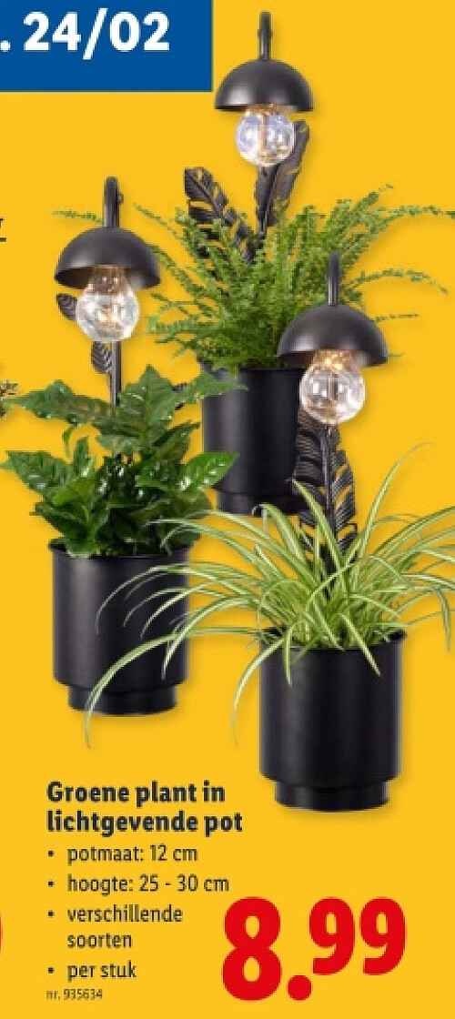 Groene plant in lichtgevende pot