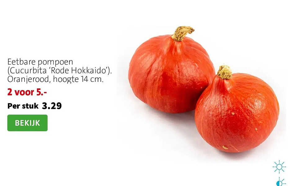 Eetbare pompoen (Cucurbita 'Rode Hokkaido'). Oranjerood, hoogte 14 cm.