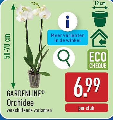 Orchidee