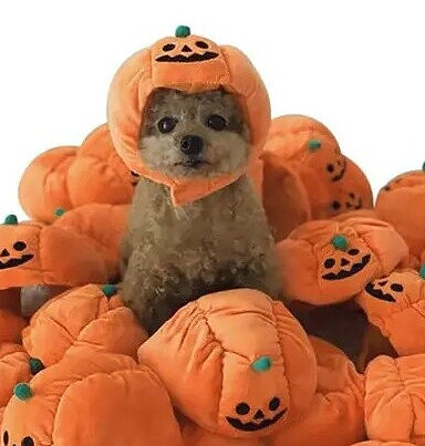 Joya Pets® Pompoen Hoed voor Huisdieren | Halloween Verkleed Hoedje