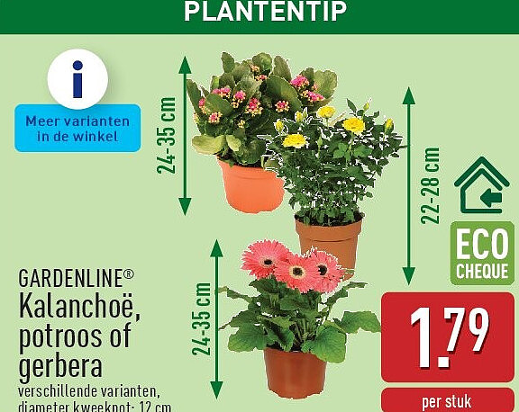 Kalanchoë, potroos of gerbera