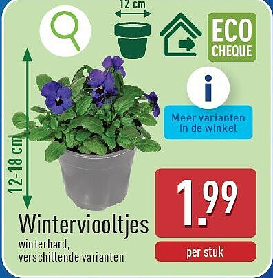 Winterviooltjes