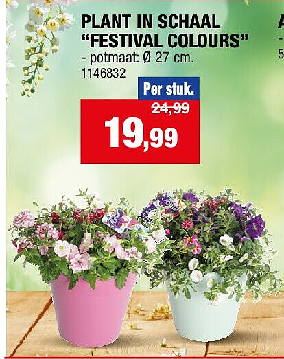 PLANT IN SCHAAL “FESTIVAL COLOURS”