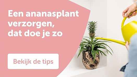 Een ananasplant verzorgen, dat doe je zo