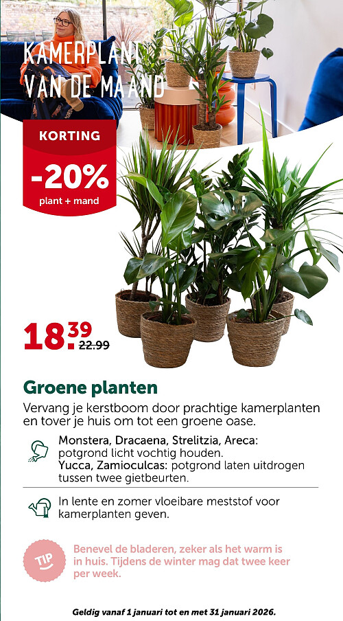 KAMERPLANT VAN DE MAAND