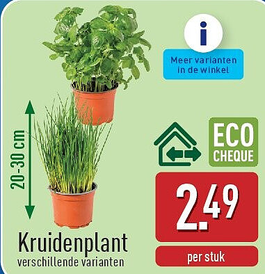 Kruidenplant