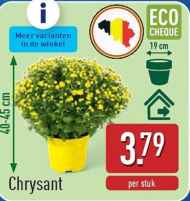 Chrysant