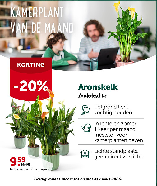KAMERPLANT VAN DE MAAND