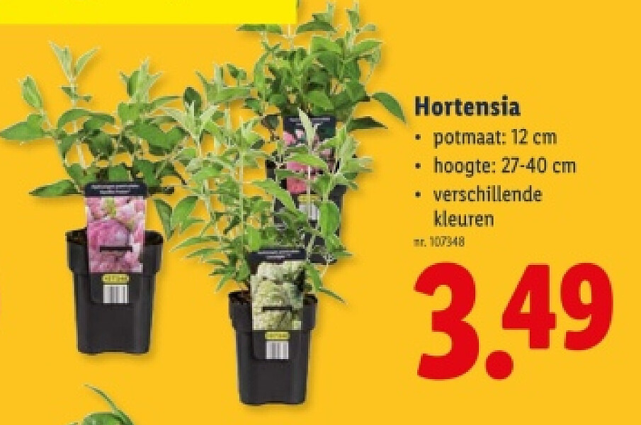 Hortensia