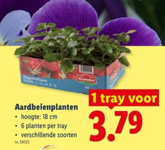 Aardbeienplanten