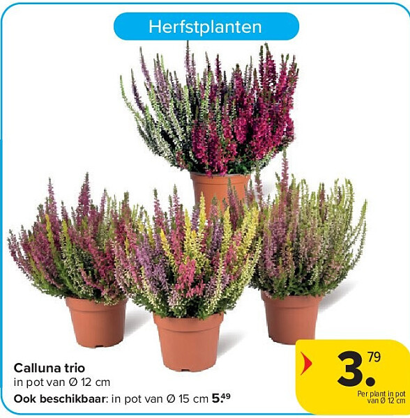 Calluna trio