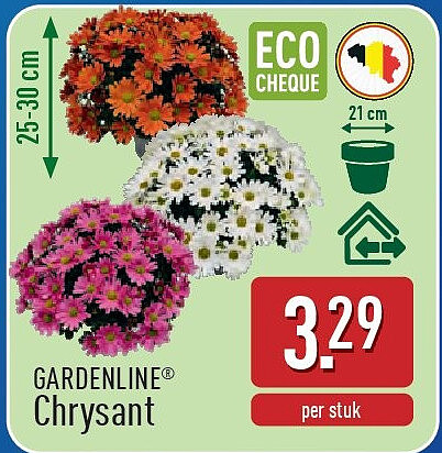 Chrysant