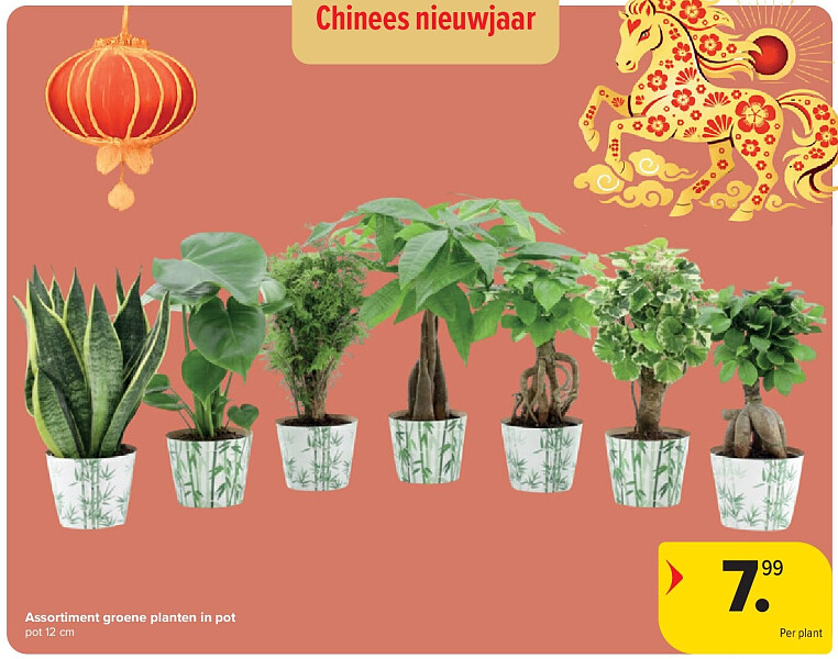 Assortiment groene planten in pot