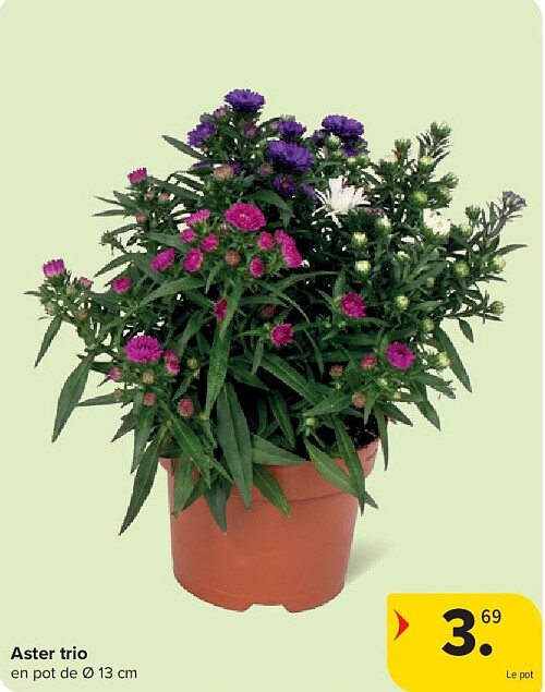 Aster trio